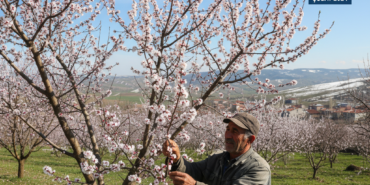 Yakakentte Erik Agaclari Cicek Acti Subatta Yalanci Bahar gemini