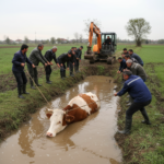 Samsun Termede Kanala Dusen Inek Icin Seferberlik Ilan Edildi gemini