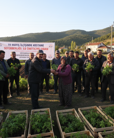 19 Mayis Ilcesinde Kestane Seferberligi 53 Ureticiye Fidan gemini