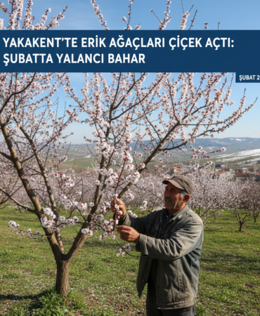 Yakakentte Erik Agaclari Cicek Acti Subatta Yalanci Bahar gemini